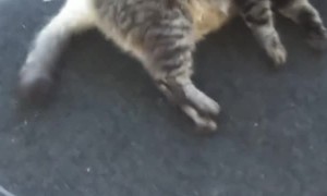 Ruckus the Cat Loves Being Vacuumed