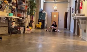 Runway of Dog Costumes at Doggy Daycare