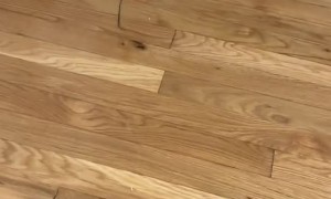 Cat Has Toy String Hanging out of His Butt