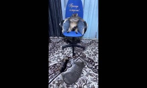 Cat Sits Like a Boss in Gaming Chair