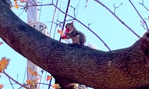 Local Squirrel Enjoying Some Halloween Candy