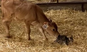 Kitten Wanders Into Calf Pen