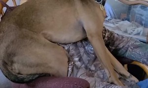 Dogs Get Jealous Over Dad's Affection