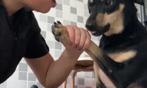 Dog Doesn't Want Its Nails Clipped