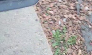 When There's No Snow, Be Creative