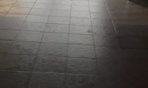 Bull Terrier Gets the Zoomies