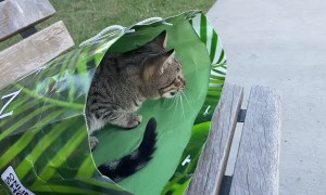Stray Cat Climbs into Person's Bag