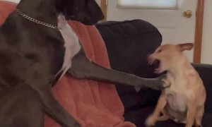 Playful Pitbull Pushes Cheeky Chihuahua's Buttons