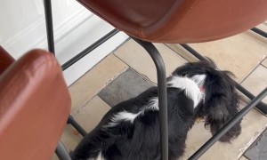 Cat Is Accomplice in Dog's Crime