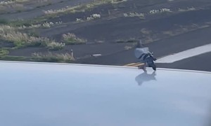 Pidgeon Surprised by Planes High Speeds