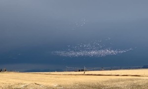 Snow Geese Migrating Over Montana