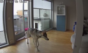 Dog Prefers Human House to Dog House