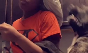 Tank the Bonnet Snatching Cane Corso