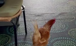 Chicken Comes into my Bungalow to Lay Her Egg