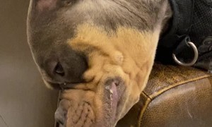 Brick the Bully Dog Rips Couch Apart