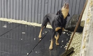 Rottweiler Catches the Rain