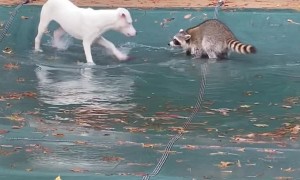 Raccoon and Pup Play On Top Of Pool Tarp