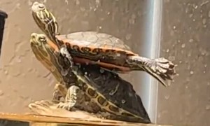 Turtles Do Yoga on Basking Rock