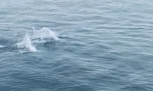 Channel Islands National Park Dolphin Nursery Pod