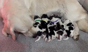 Co-Parenting Mama Dogs Help Raise 12 Pyrenean Pups