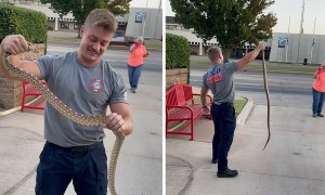 Firefighter wrangles snake that slithered underneath car