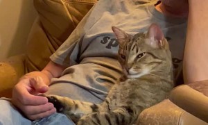 Cat and Cat Dad Watch TV Together