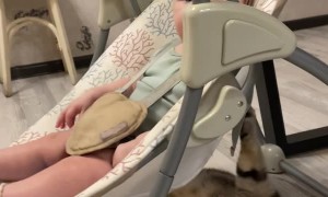 Cat Appears to Swing Baby in Rocker
