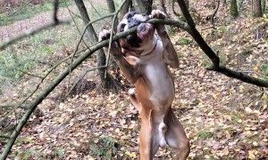Boxer Tries Really Hard to Get a 'Stick'