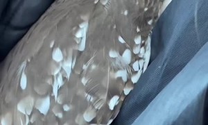 Sweet owl cuddles inside caretaker's jacket