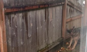 Squirrel Gives German Shepherd a Workout