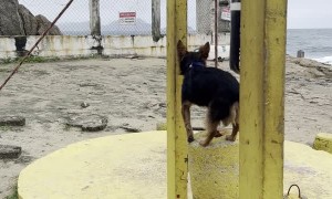 Dog Spots For Man Working Out