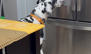 Great Dane Whines for Ice Cubes From Refrigerator