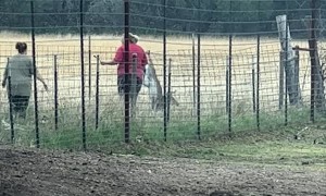 Buck Gets Rescued From the Fence