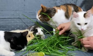 Not Your Average Family Dinner