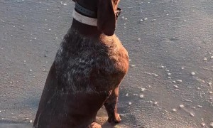 Dog Gazes Upon Serene Scene