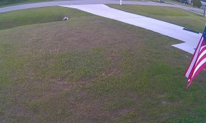 German Shepherd Protects His Boy