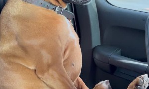 Boxer Sits for Car Ride