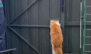 Cat Cleverly Escapes Enclosure