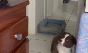 Puppy's First Time Seeing the Printer Print