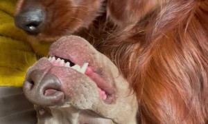 Kissy Canine Loves to Lick His Buddy