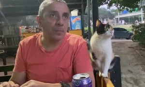 Friendly Feline Wants to Feist