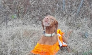 'He's Such a Weird Dog'