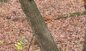Raccoon Is Too Round for His Tree