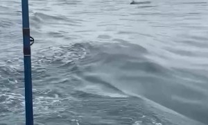 Whale Gets Too Close for Comfort