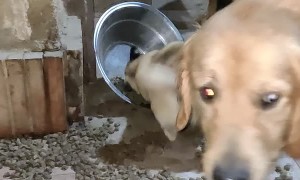 Delighted Doggo Rolls Around in Dry Food