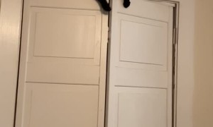 Cat Squeezes Through Closet Door