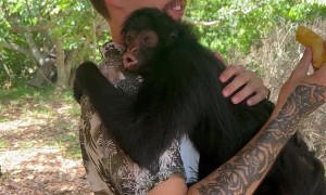 Monkey Suprises Man With Hug