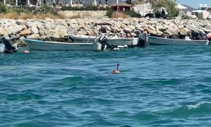 Sea Lion Enjoys a Boat Ride
