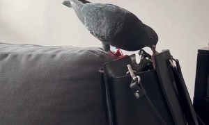 The Pigeon Purse Thief