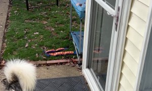 Smart Husky Foiled by Self Closing Door